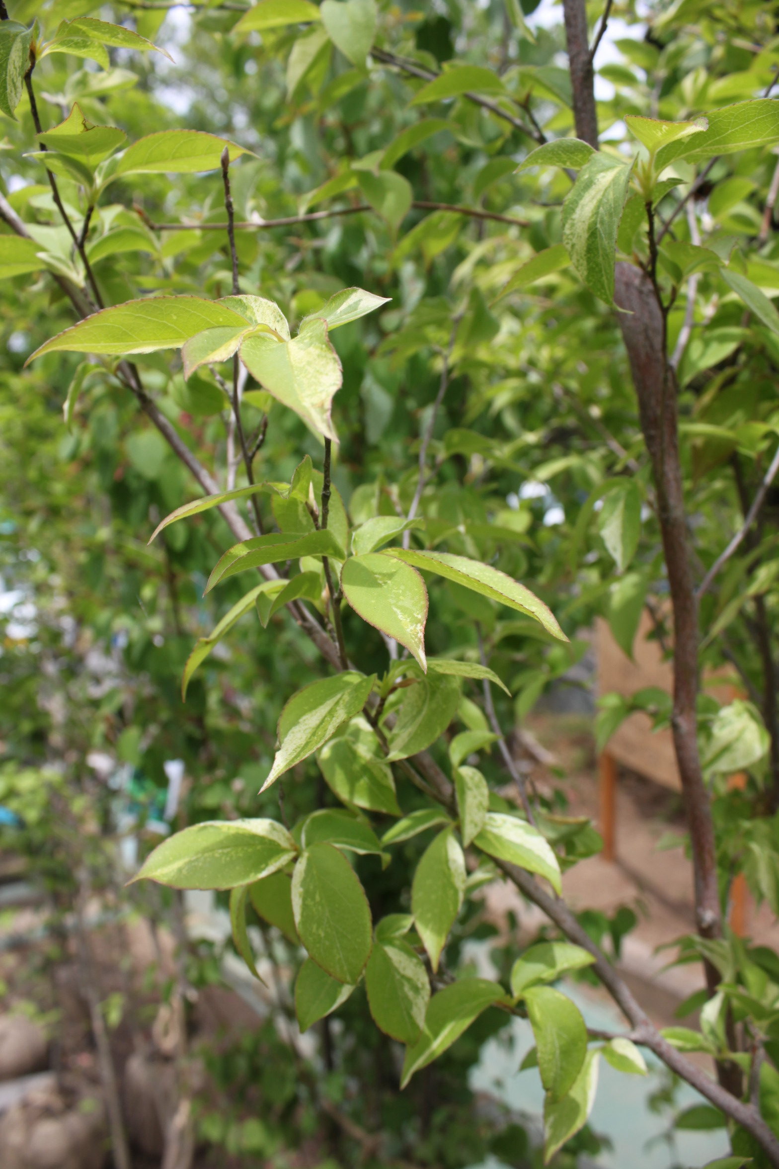 ヒメシャラ 姫沙羅 山梨の植木 庭木 シンボルツリー ガーデニング販売 中込造園